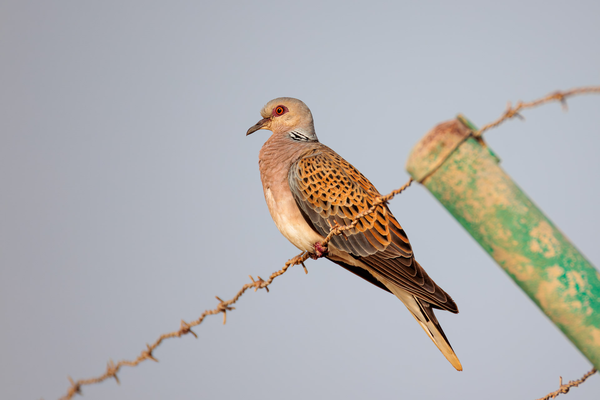 Tórtola Europea