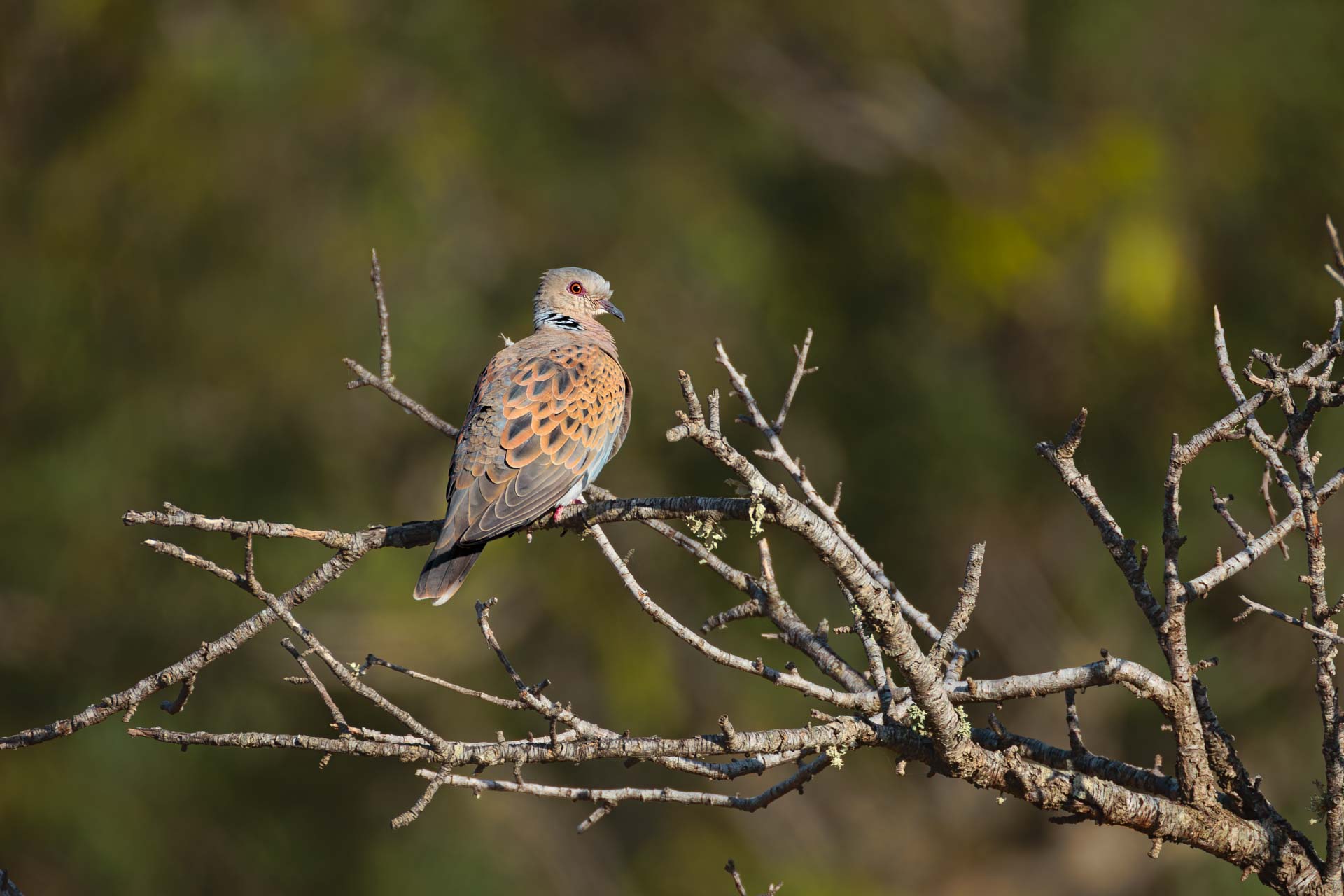 Tórtola Europea