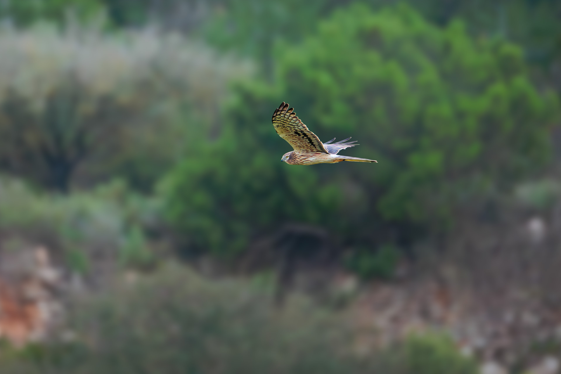 Aguilucho Cenizo