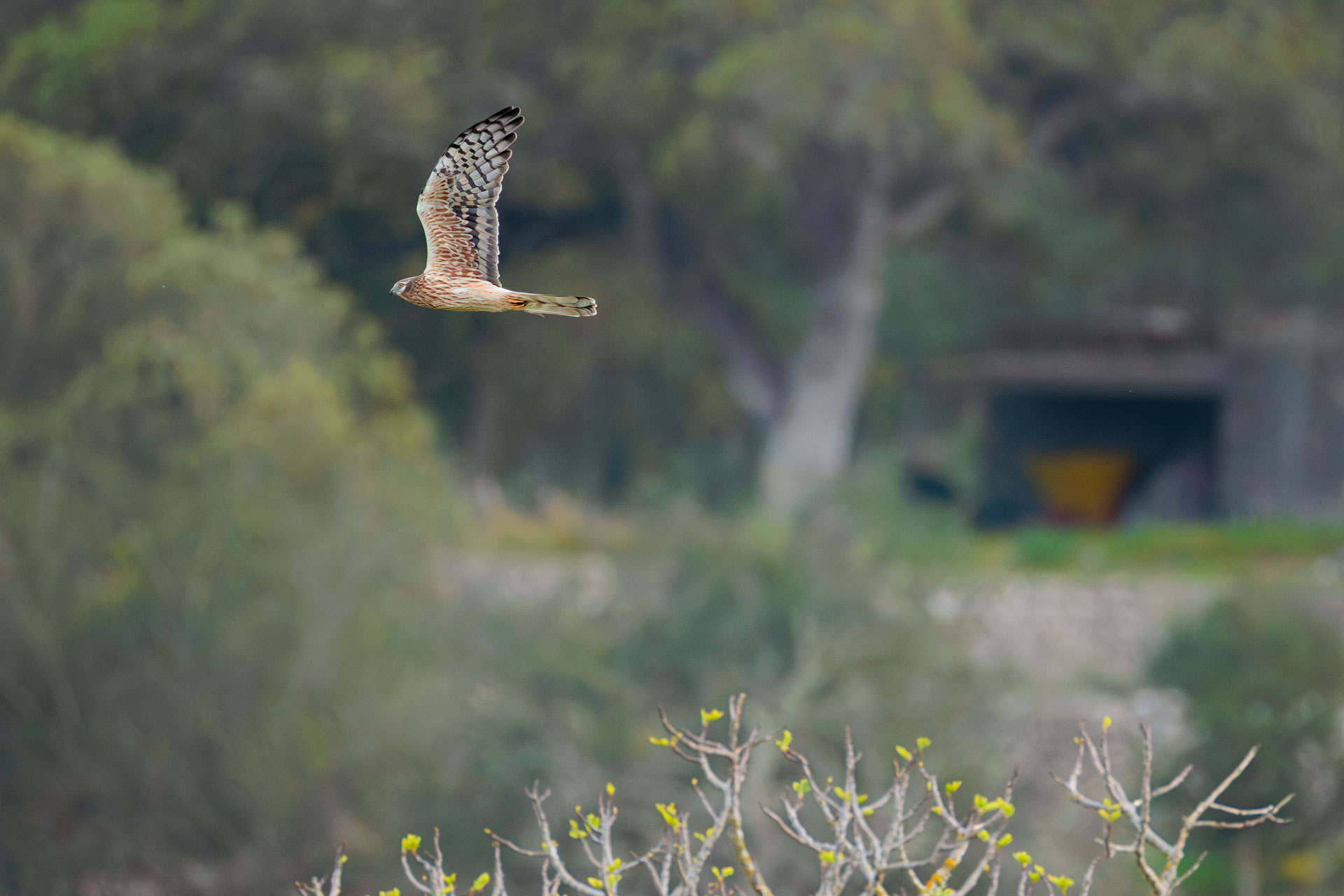 Aguilucho Cenizo