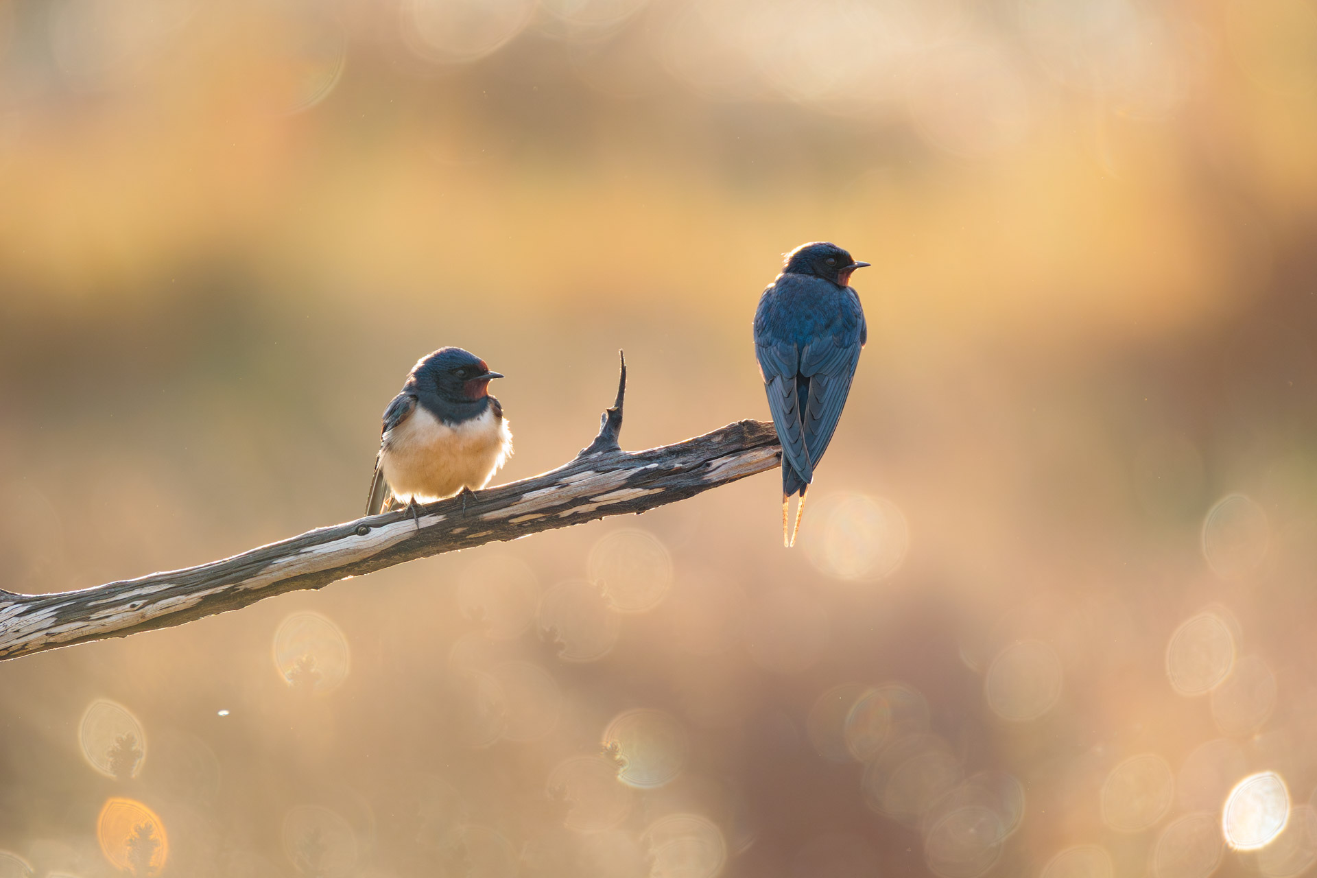 Golondrina Común