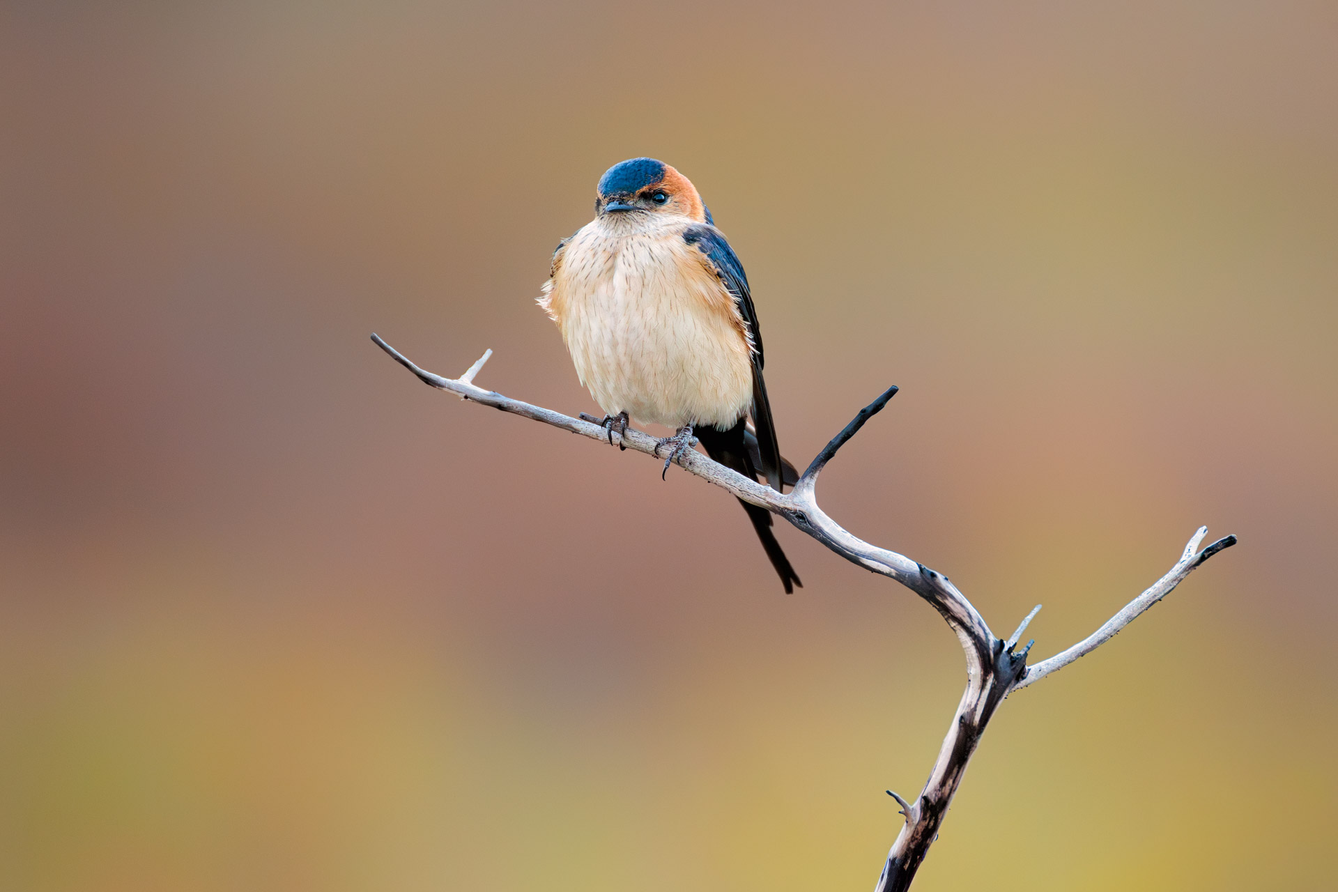 Golondrina dáurica occidental