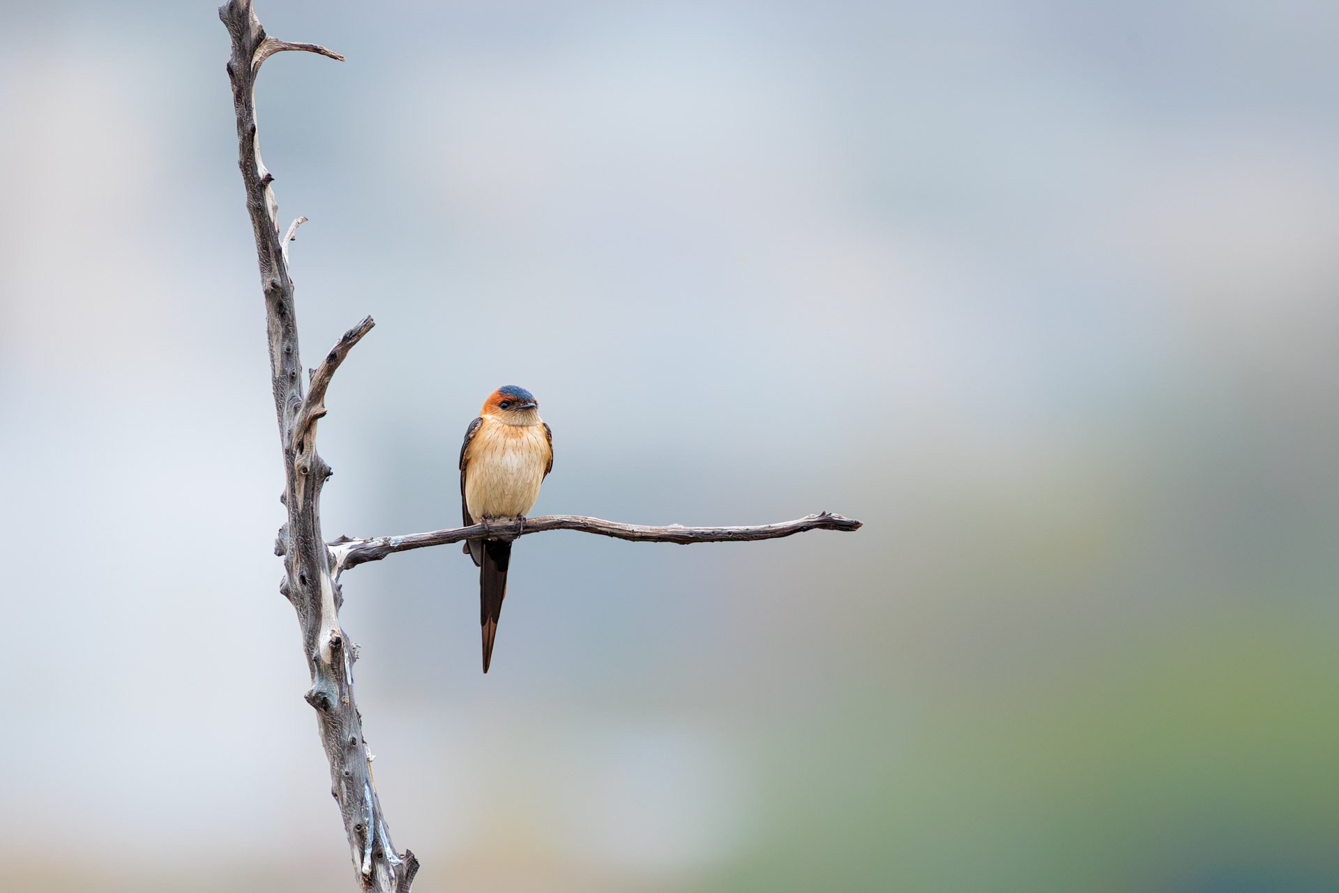Golondrina dáurica occidental