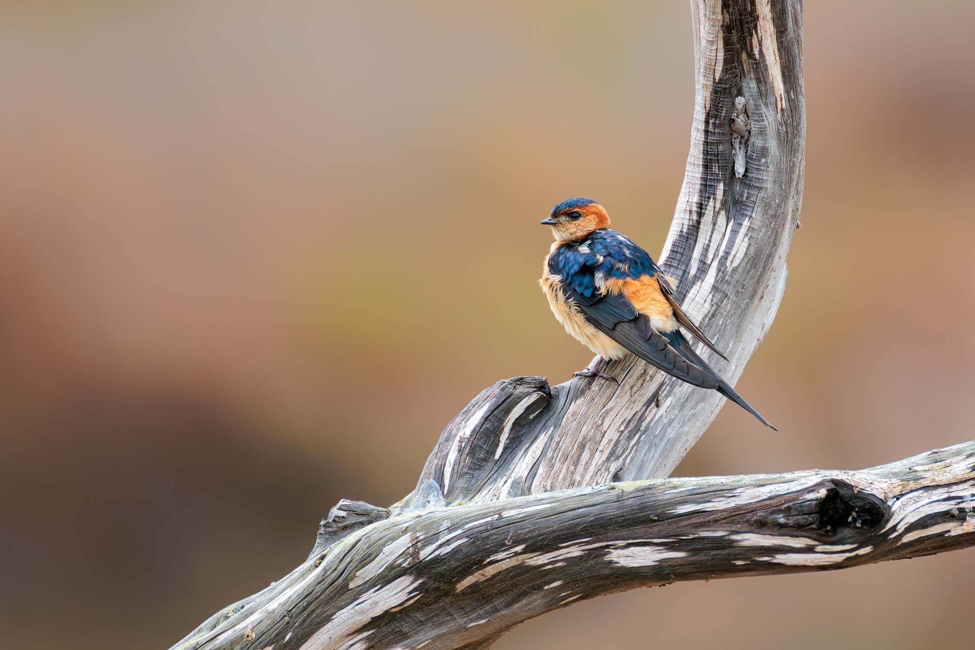 Golondrina dáurica occidental