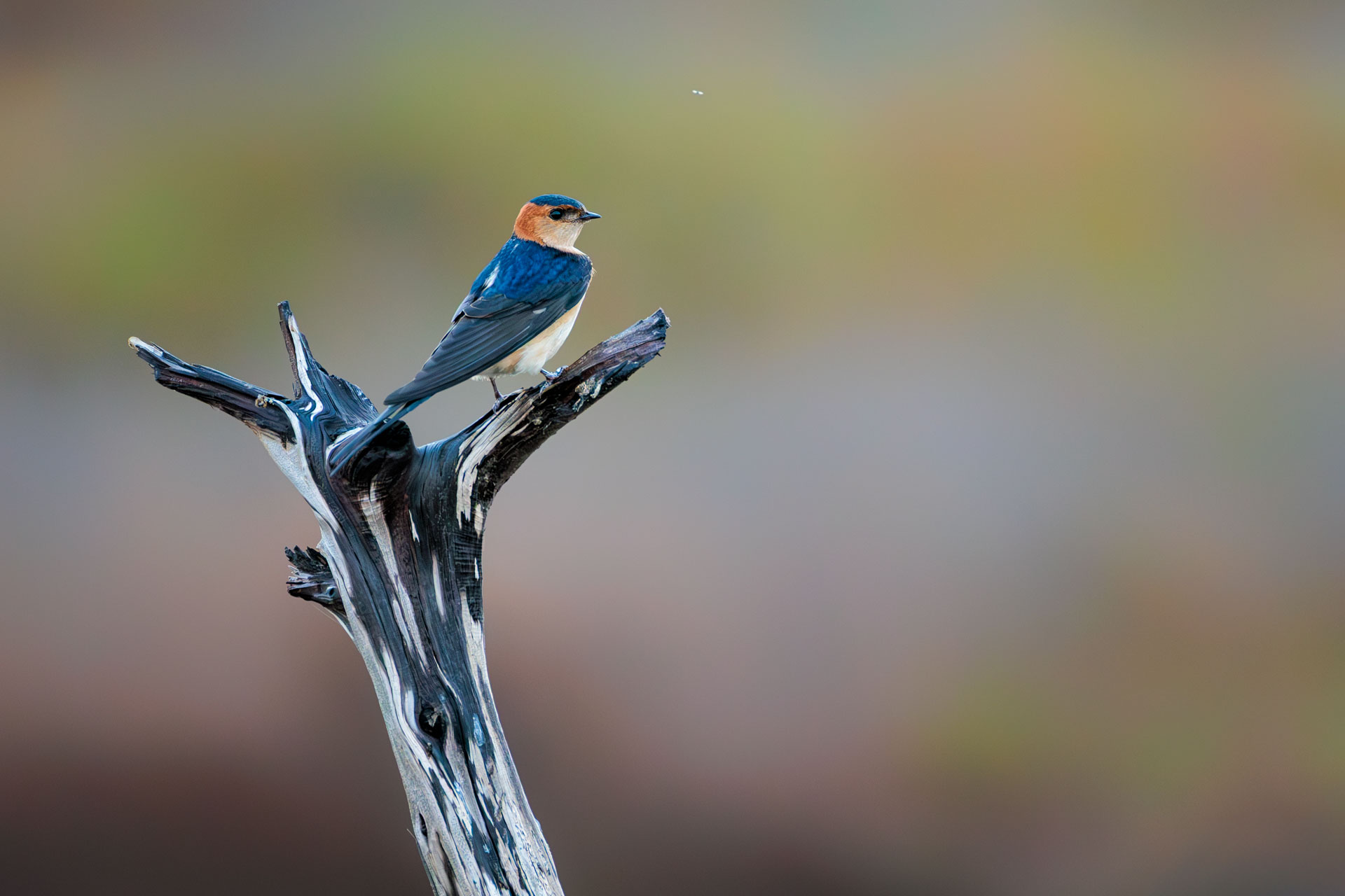 Golondrina dáurica occidental