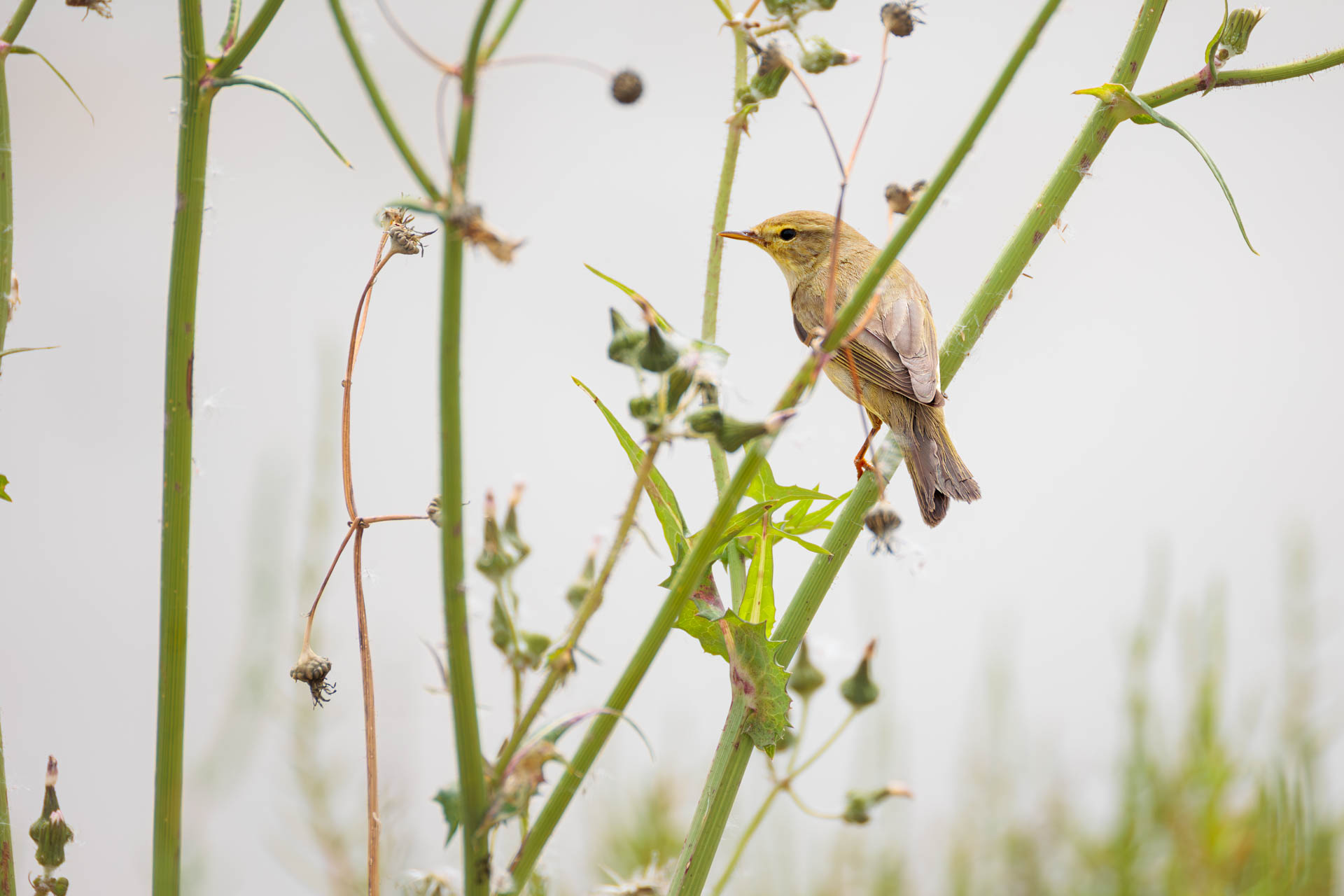 Mosquitero Musical