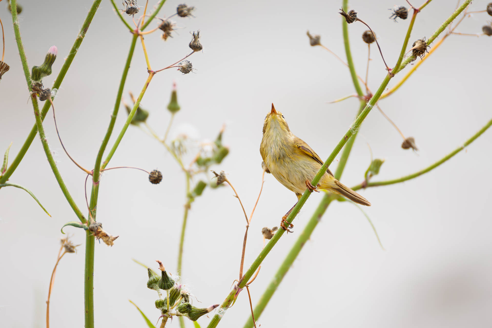 Mosquitero Musical