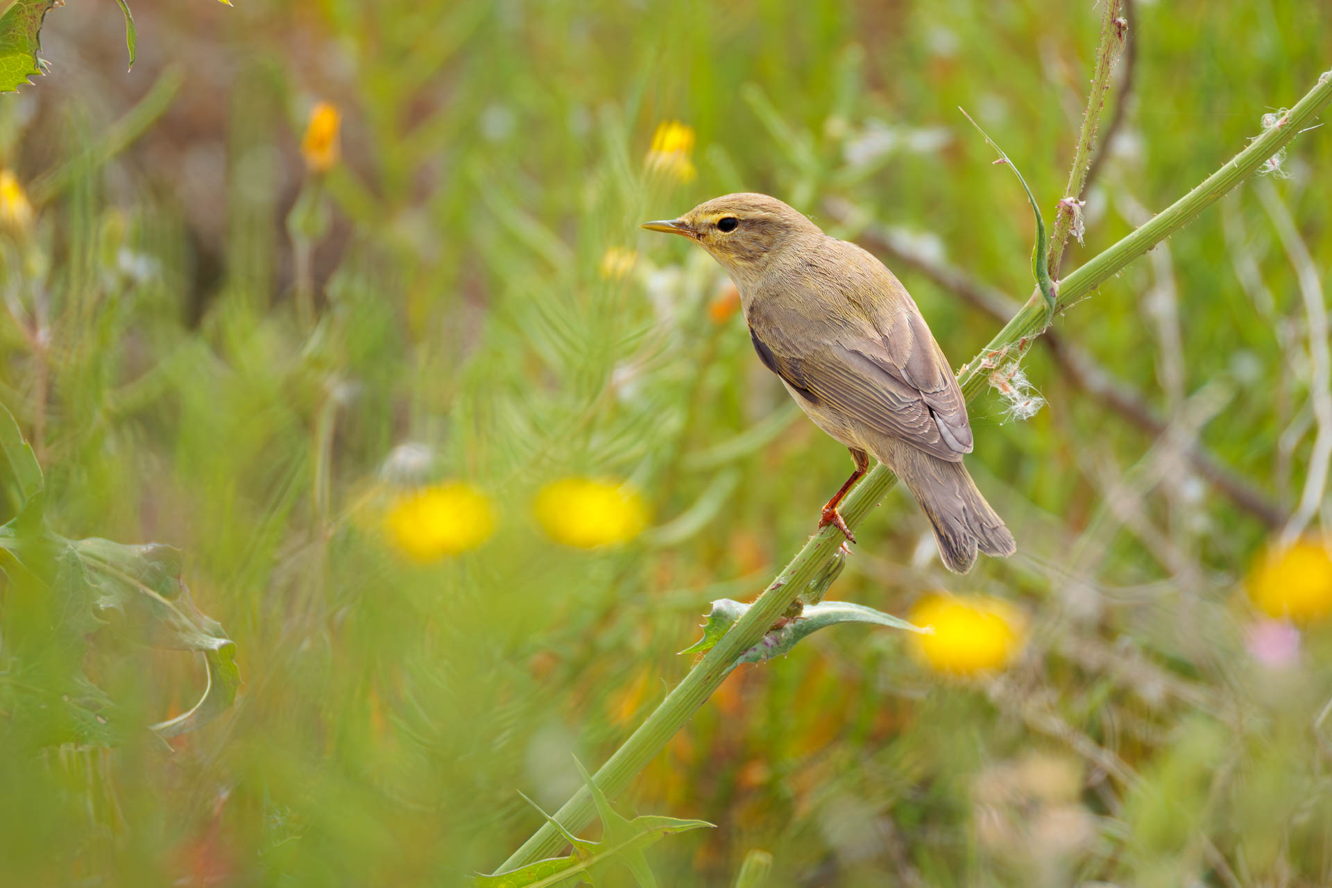 Mosquitero Musical
