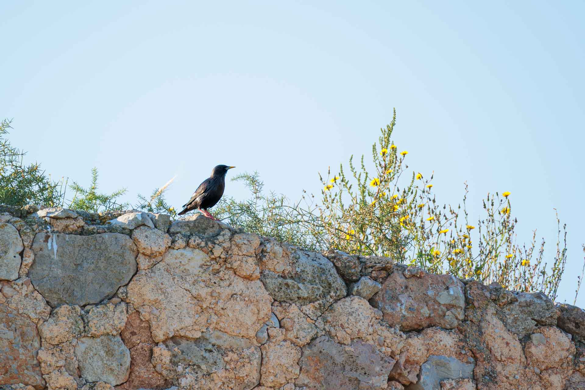 Estornino Negro