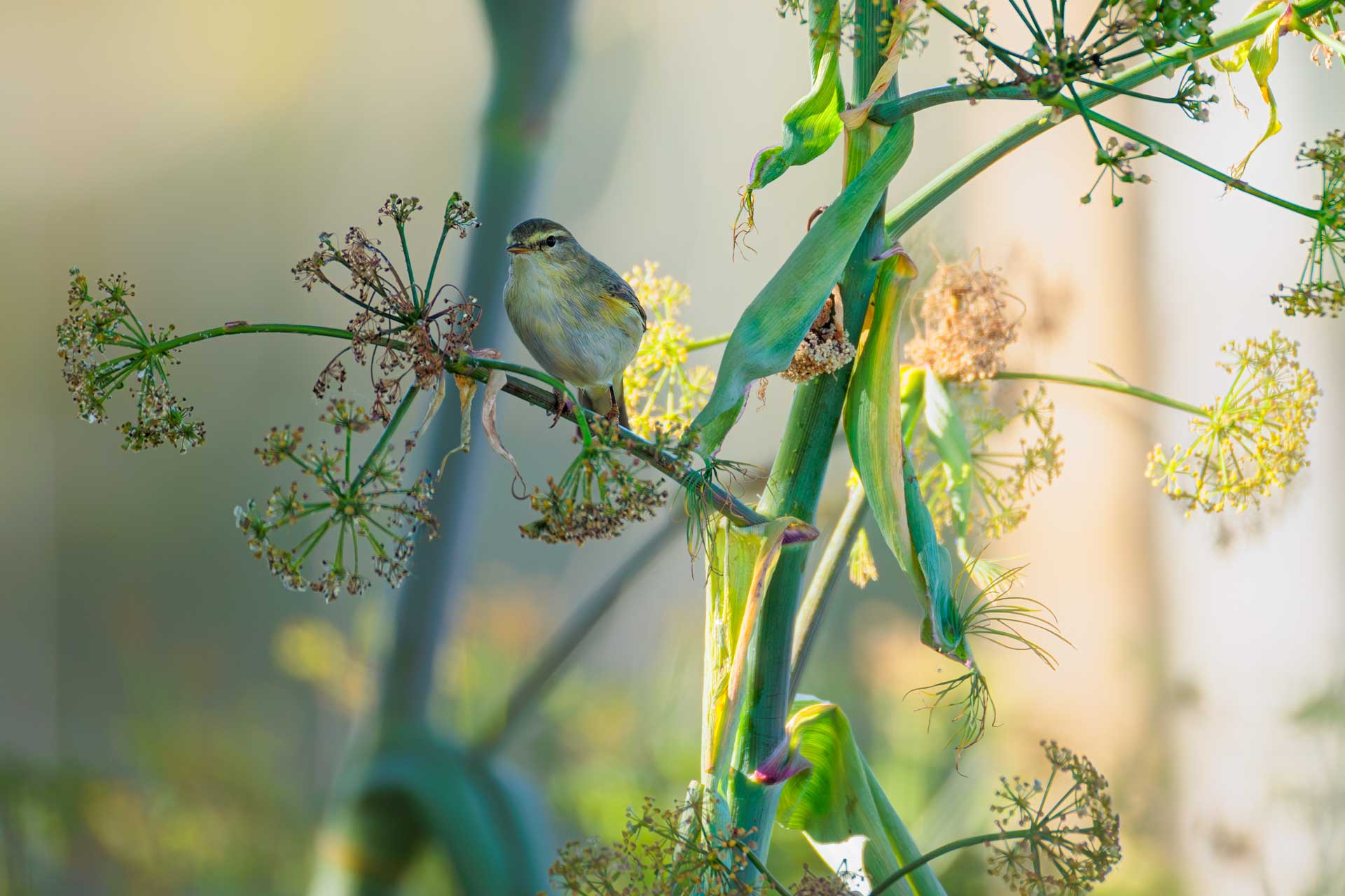 Mosquitero Musical
