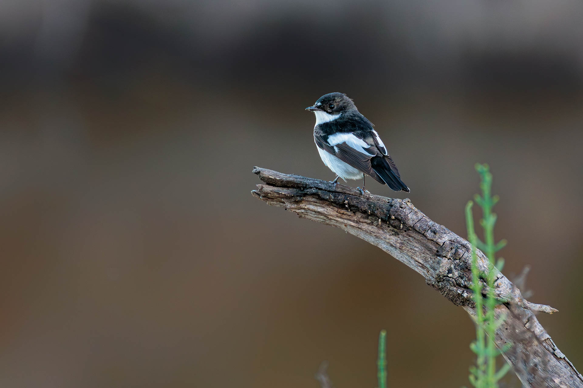 Papamoscas Cerrojillo
