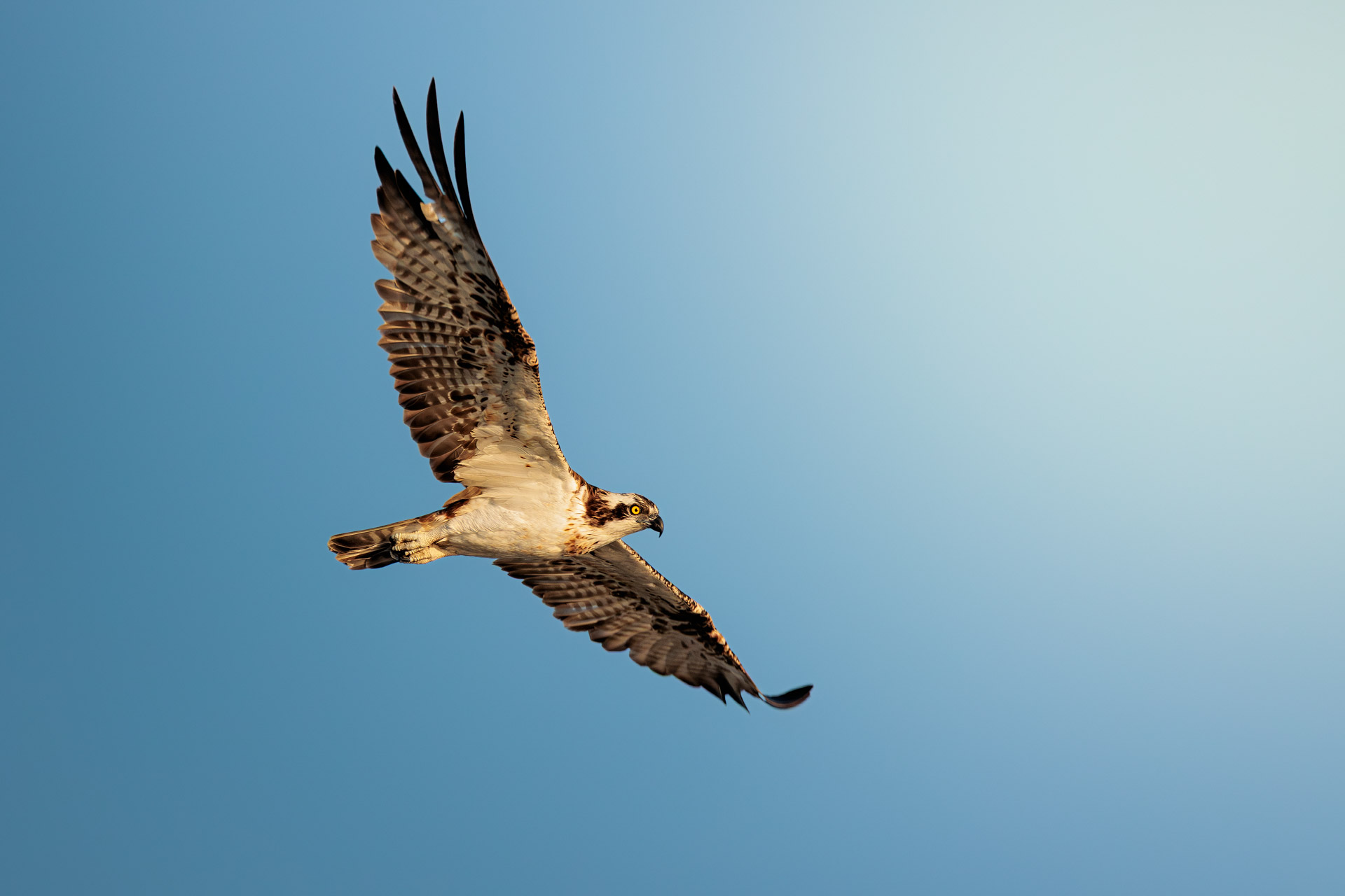 Águila Pescadora