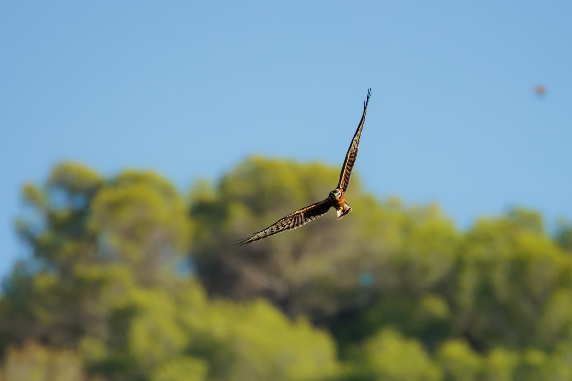 Aguilucho Cenizo