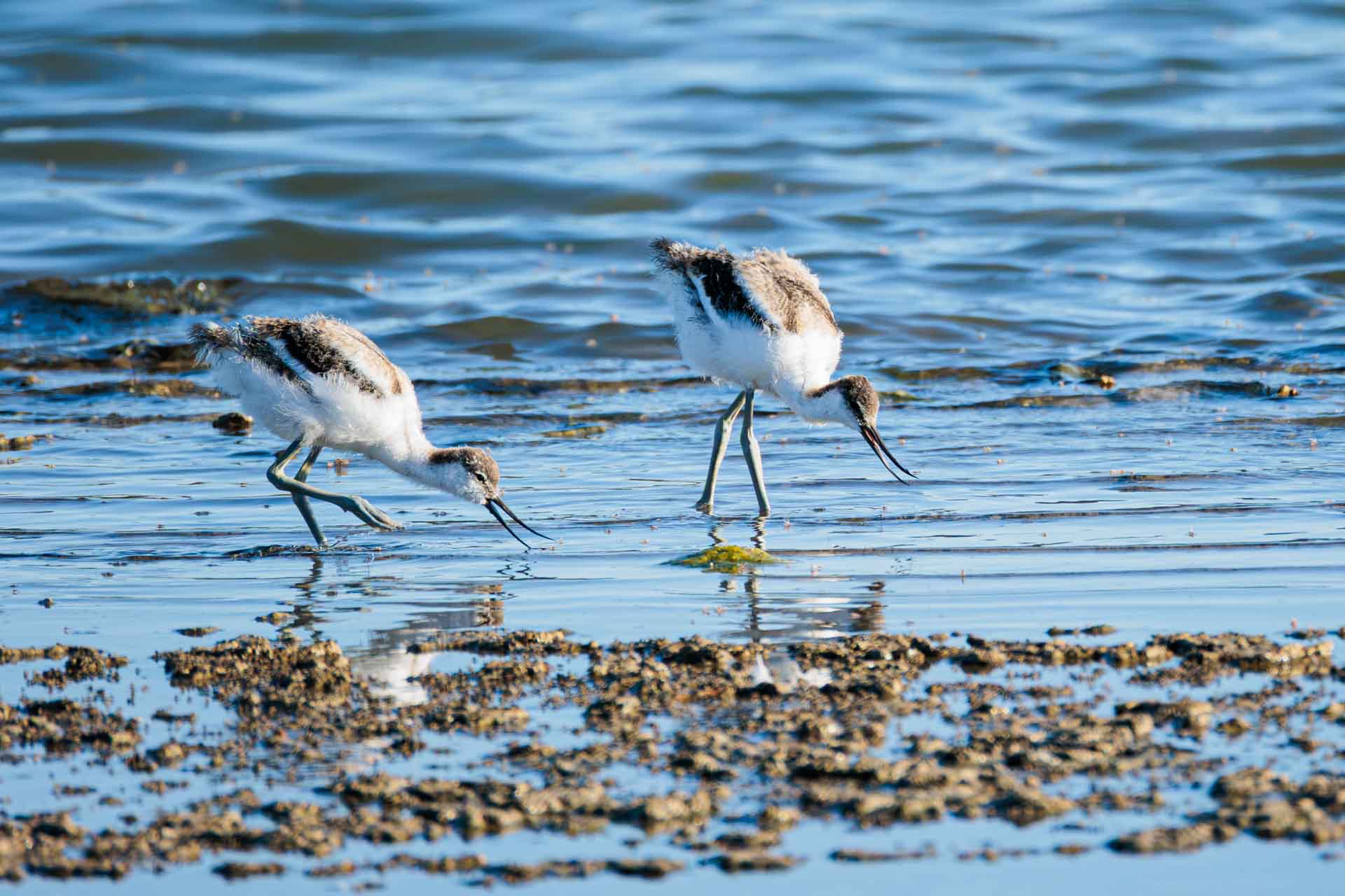 Avoceta Común