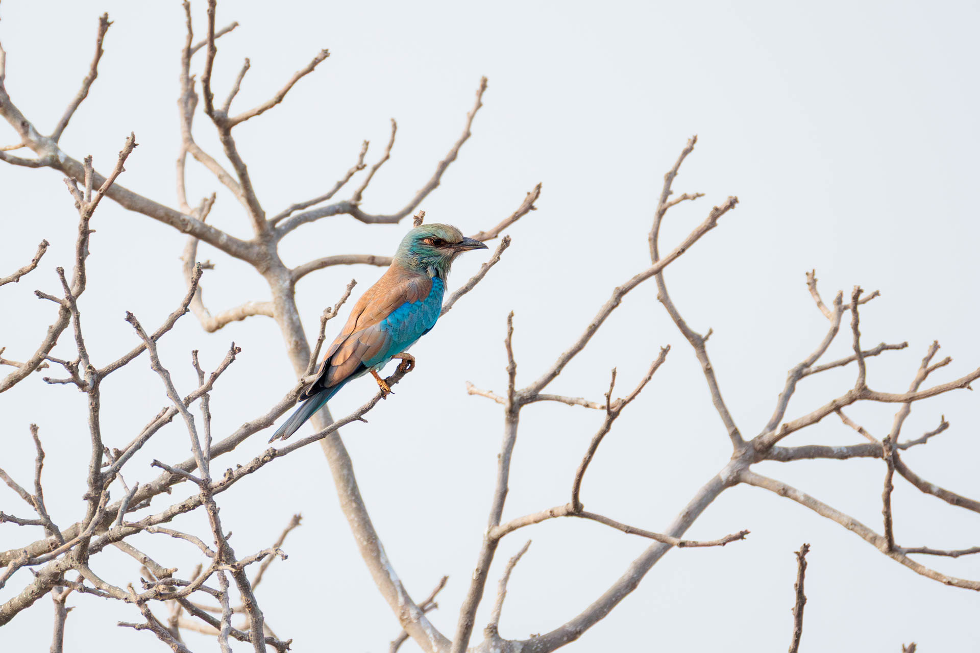 Carraca Europea