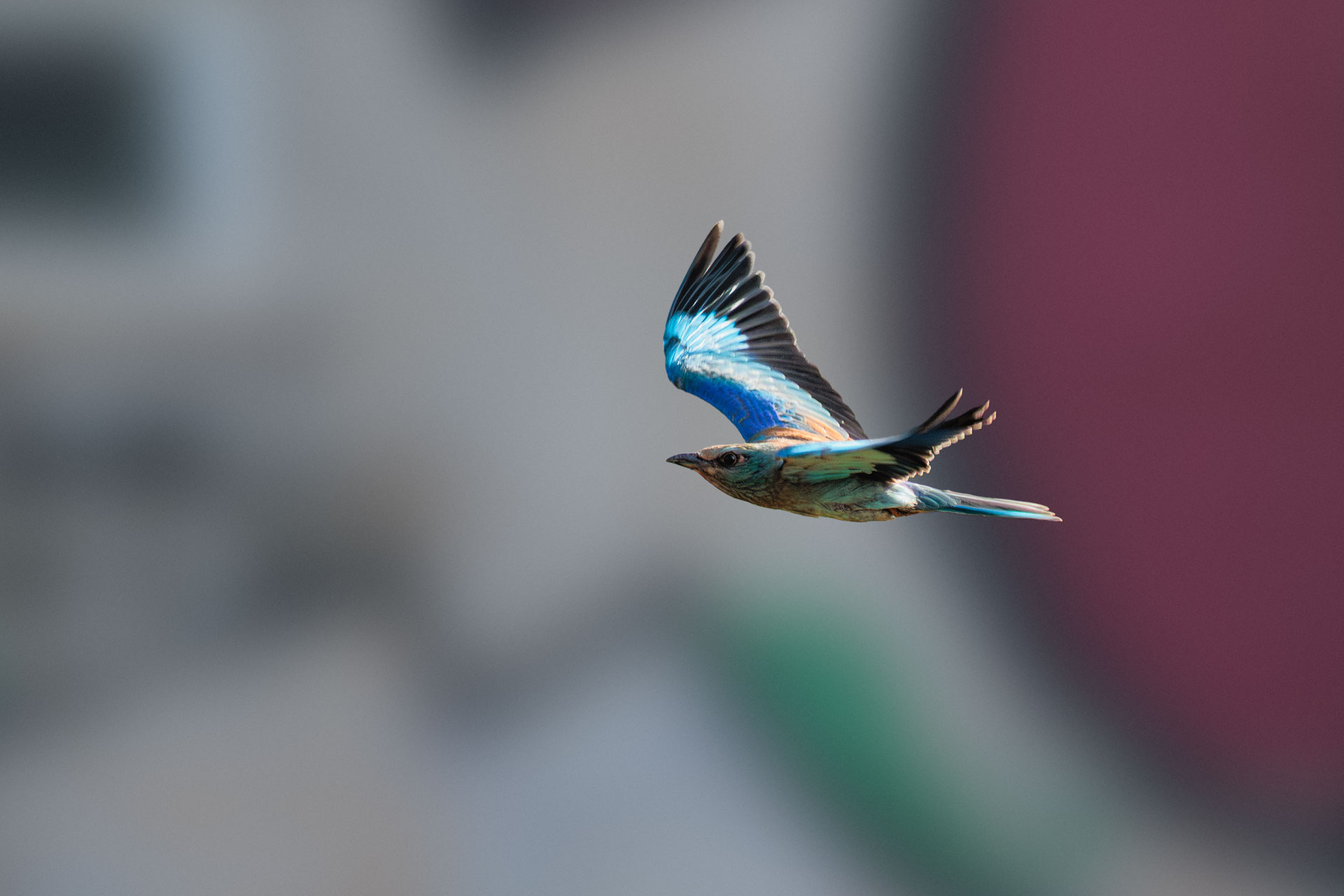 Carraca Europea