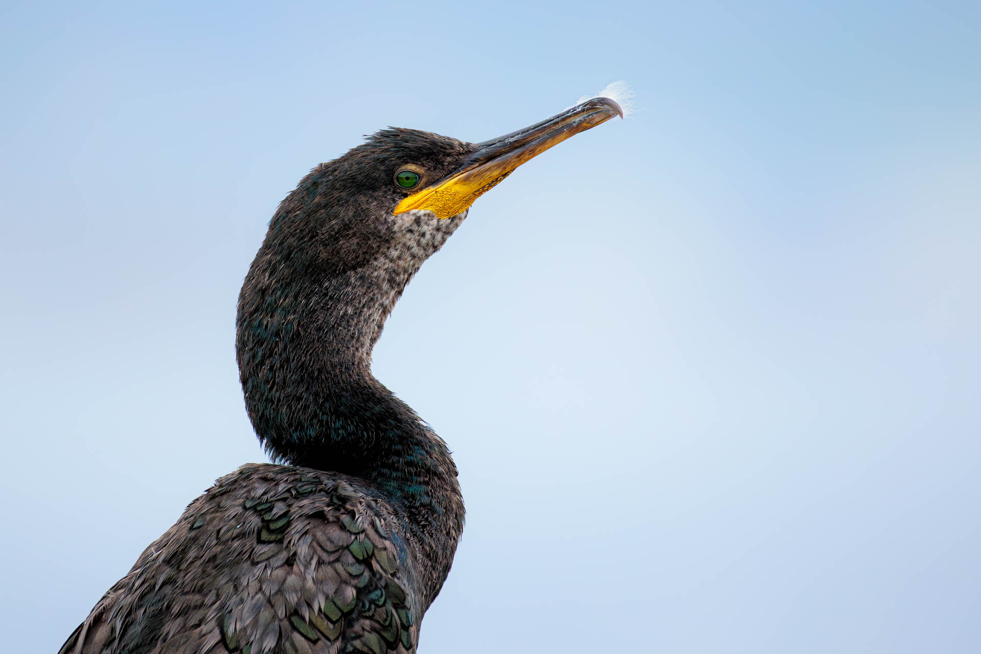 Cormorán Moñudo