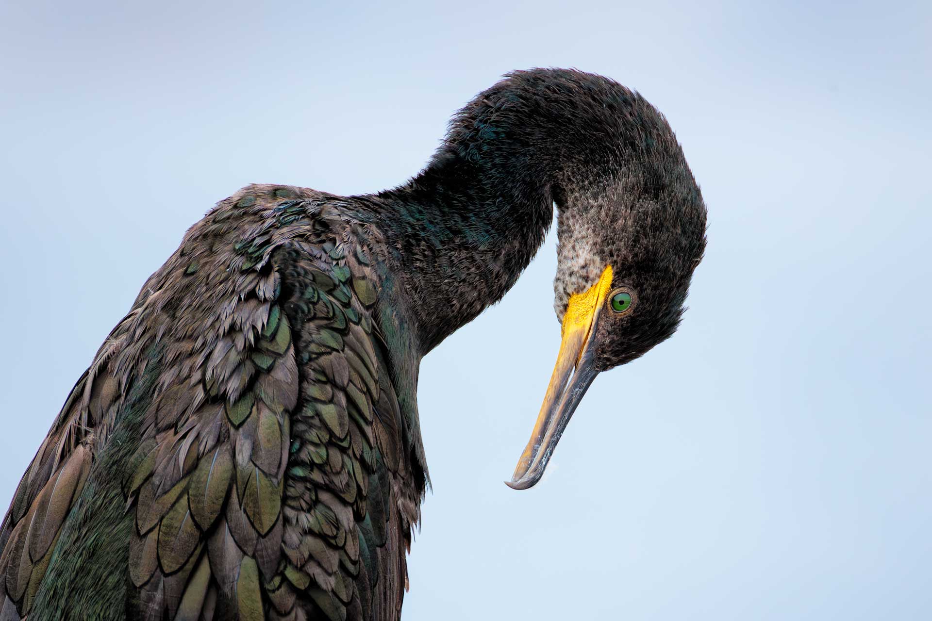 Cormorán Moñudo