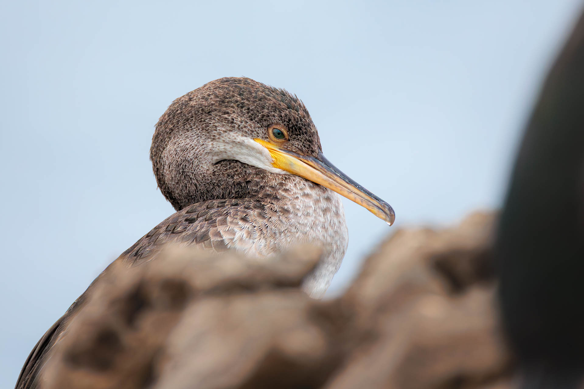 Cormorán Moñudo