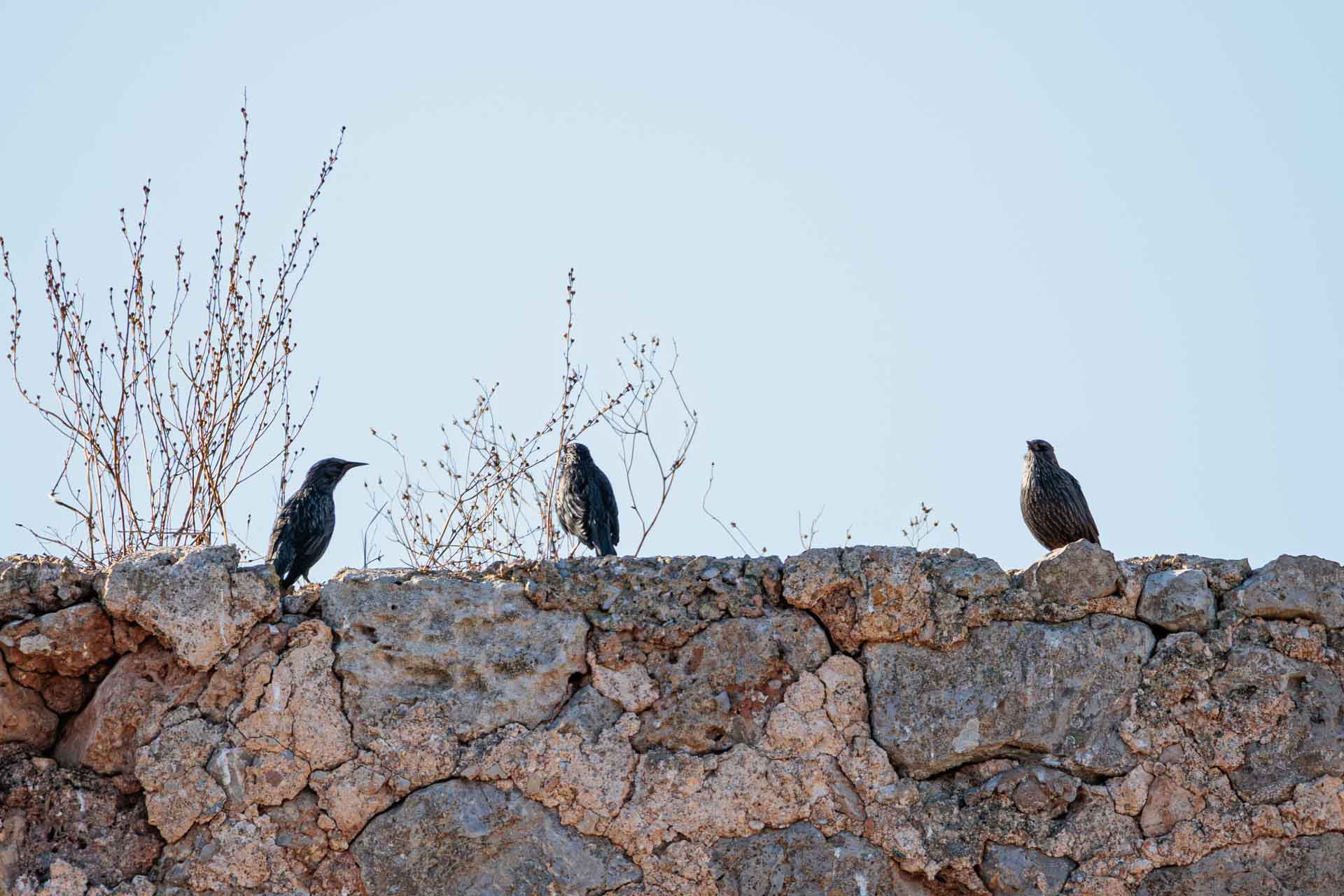 Estornino Negro