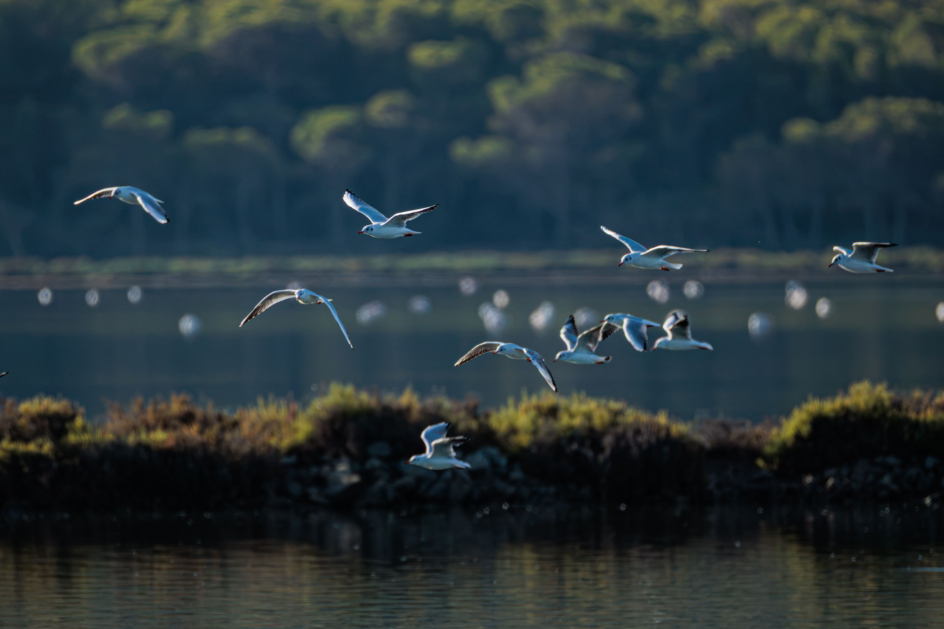 Gaviota Reidora