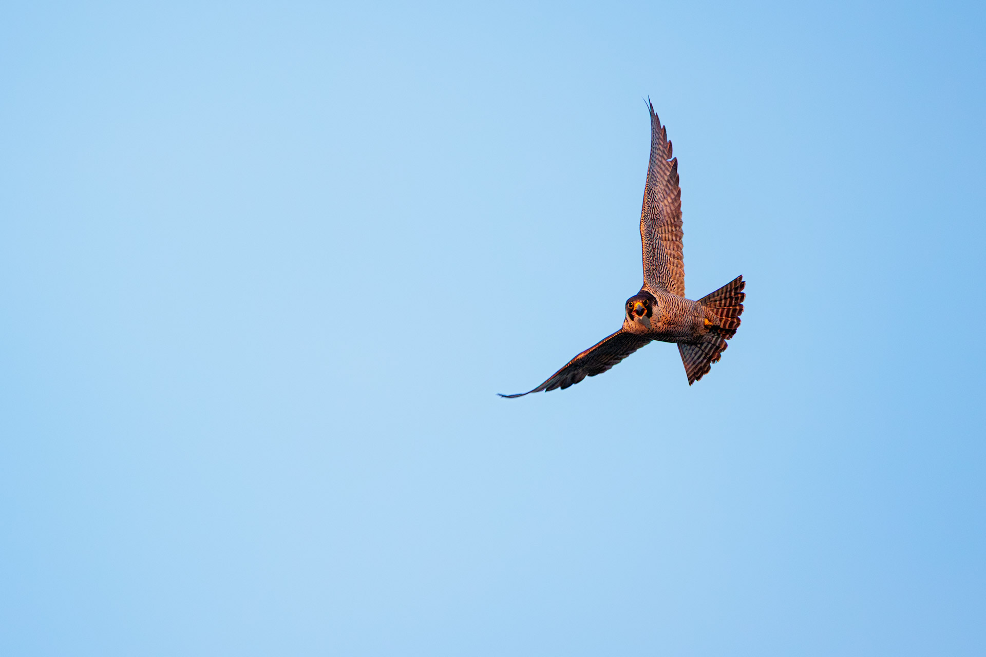 Halcón Peregrino