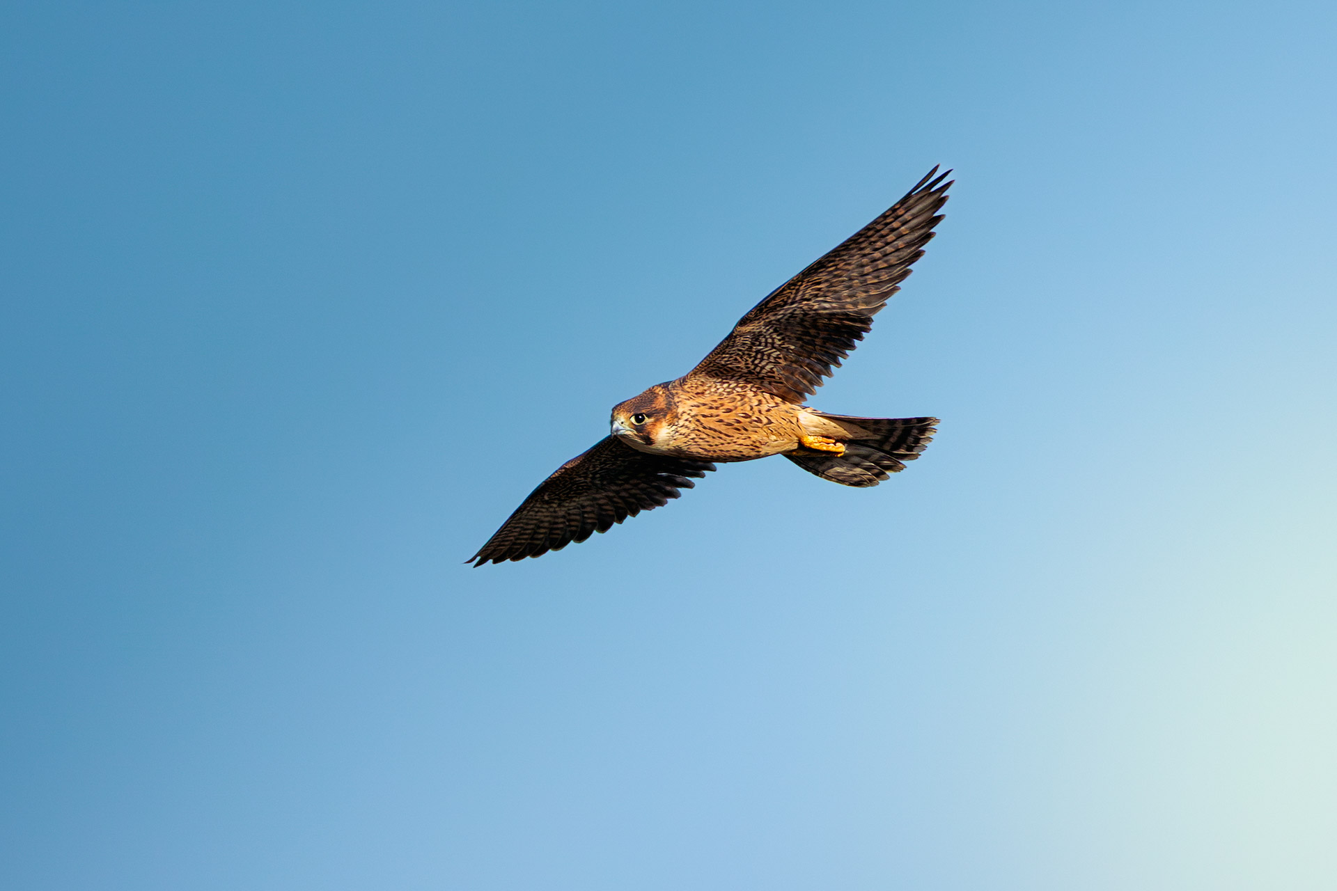 Halcón Peregrino