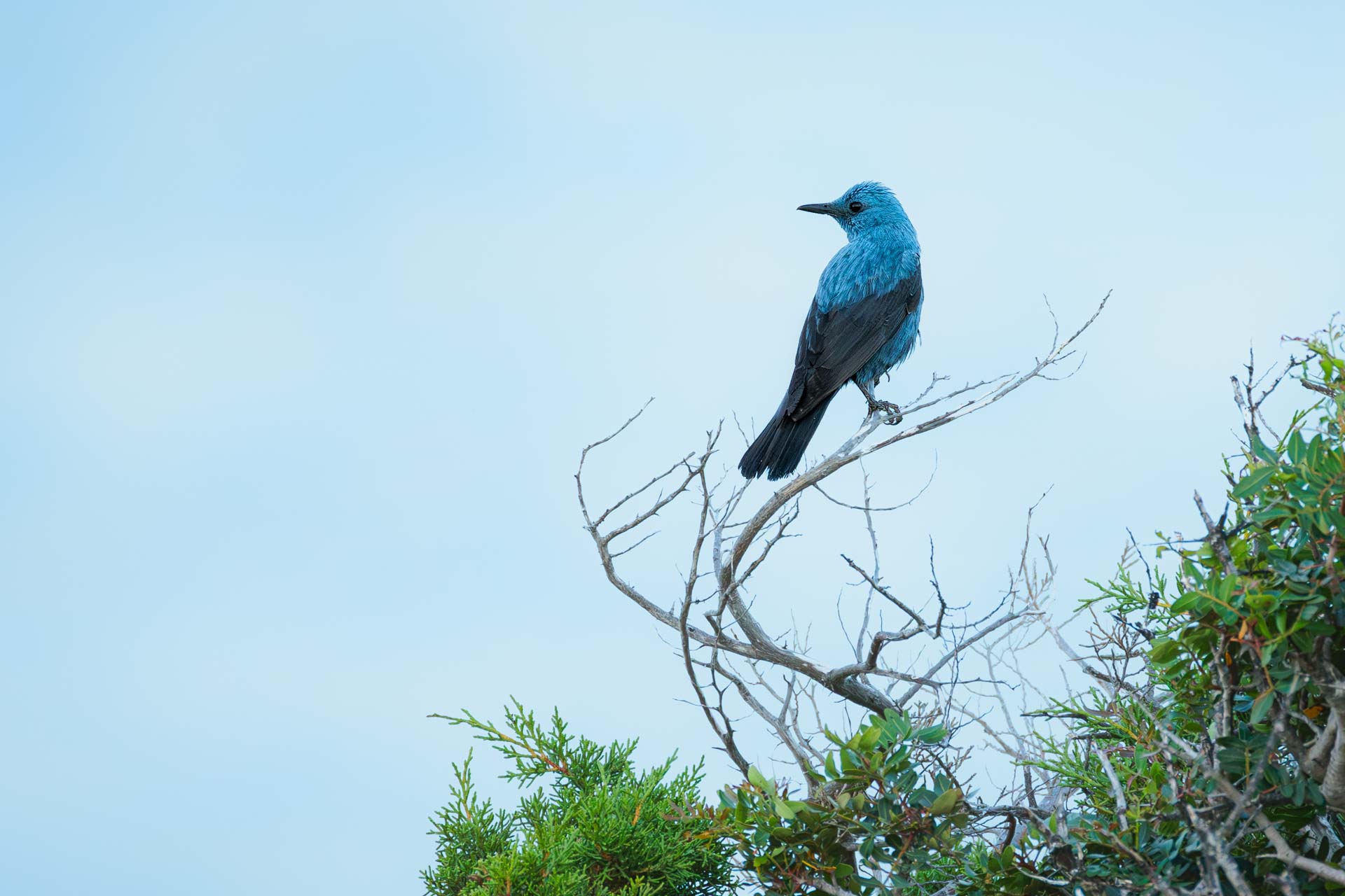 Roquero Solitario