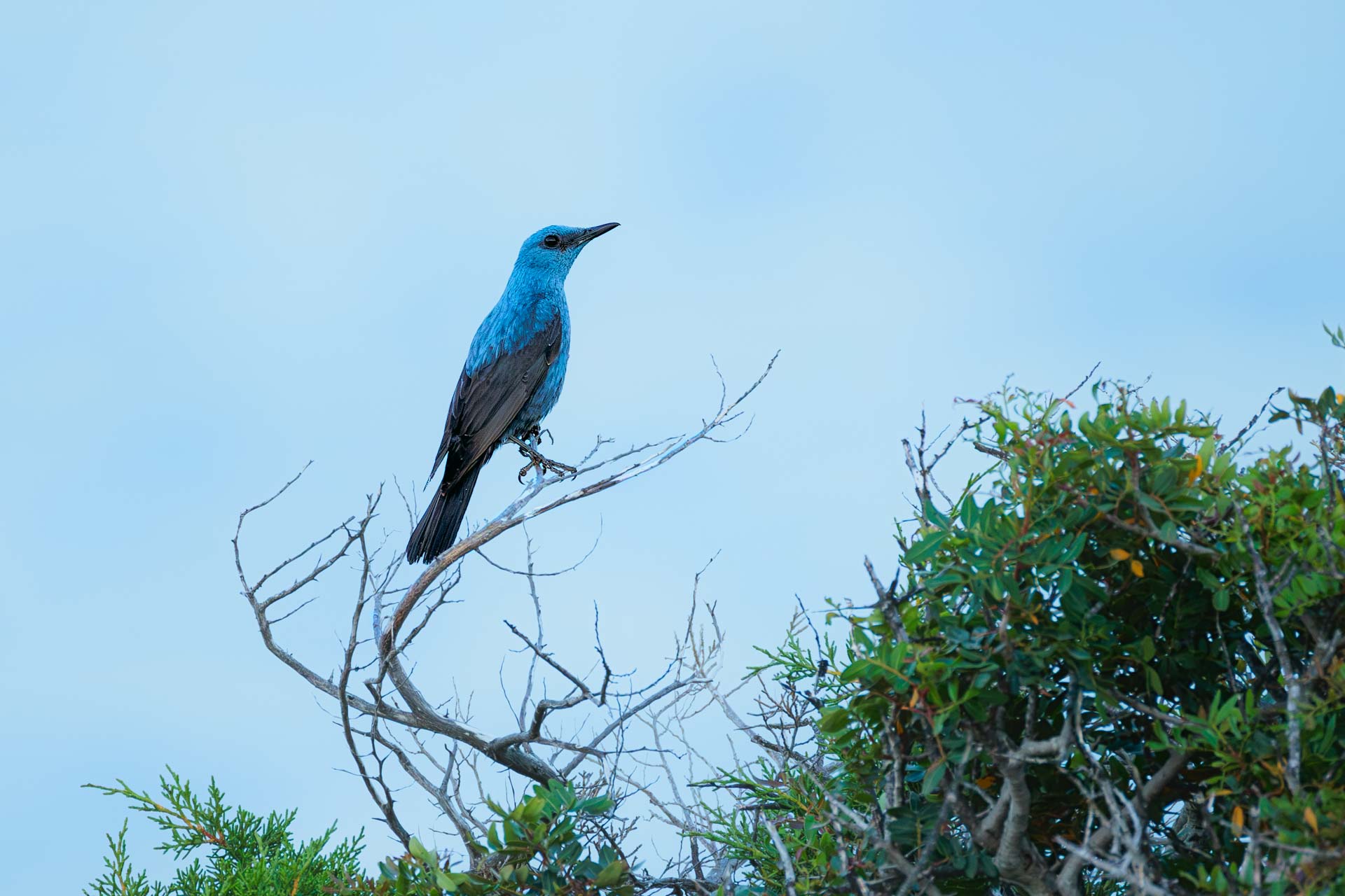 Roquero Solitario
