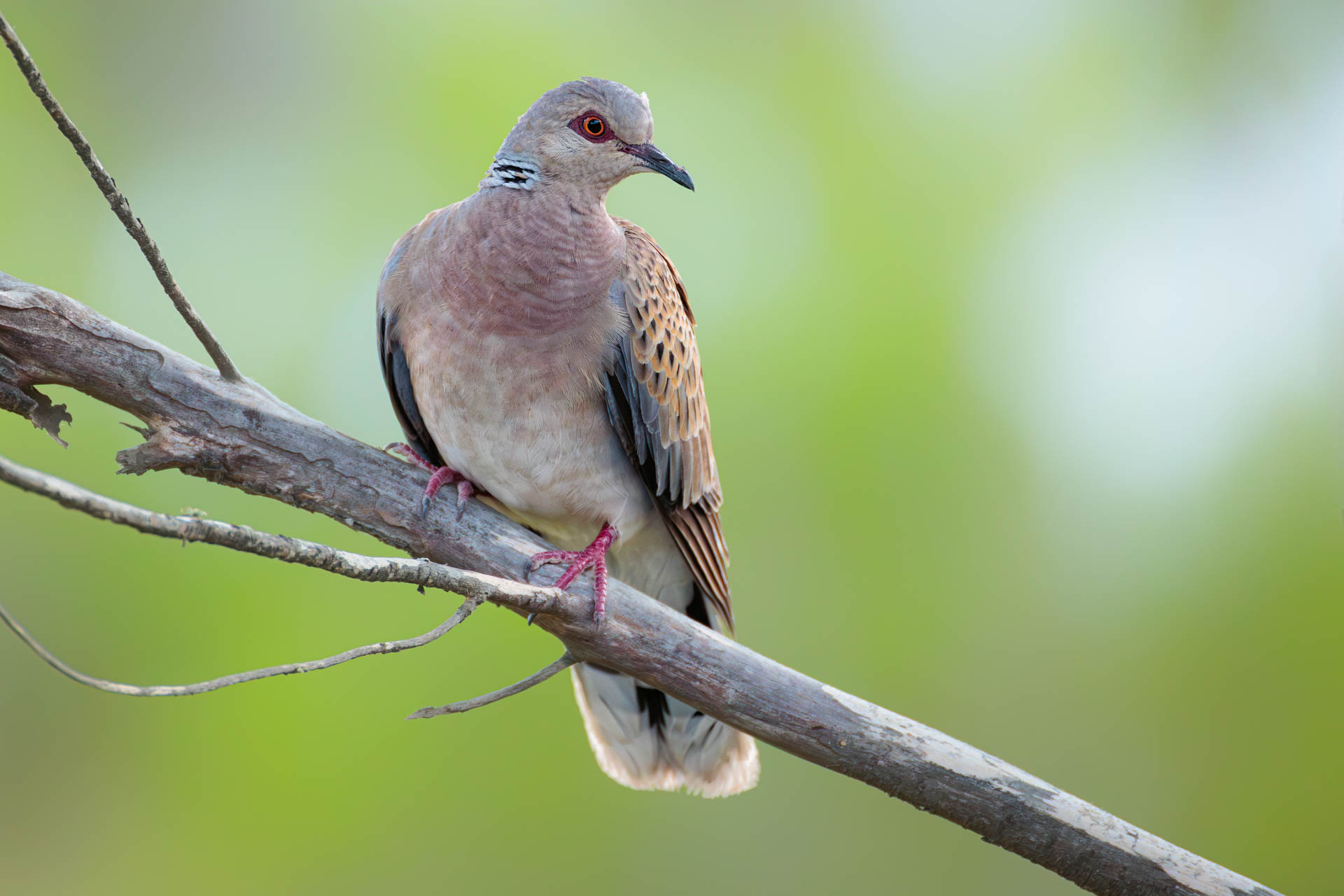 Tórtola Europea