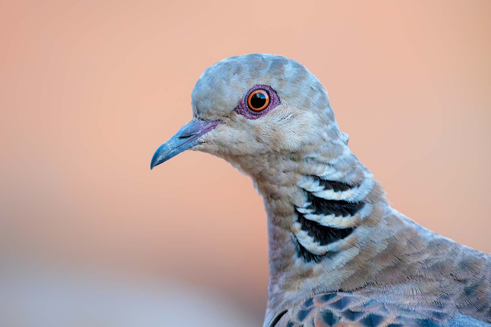 Tórtola Europea