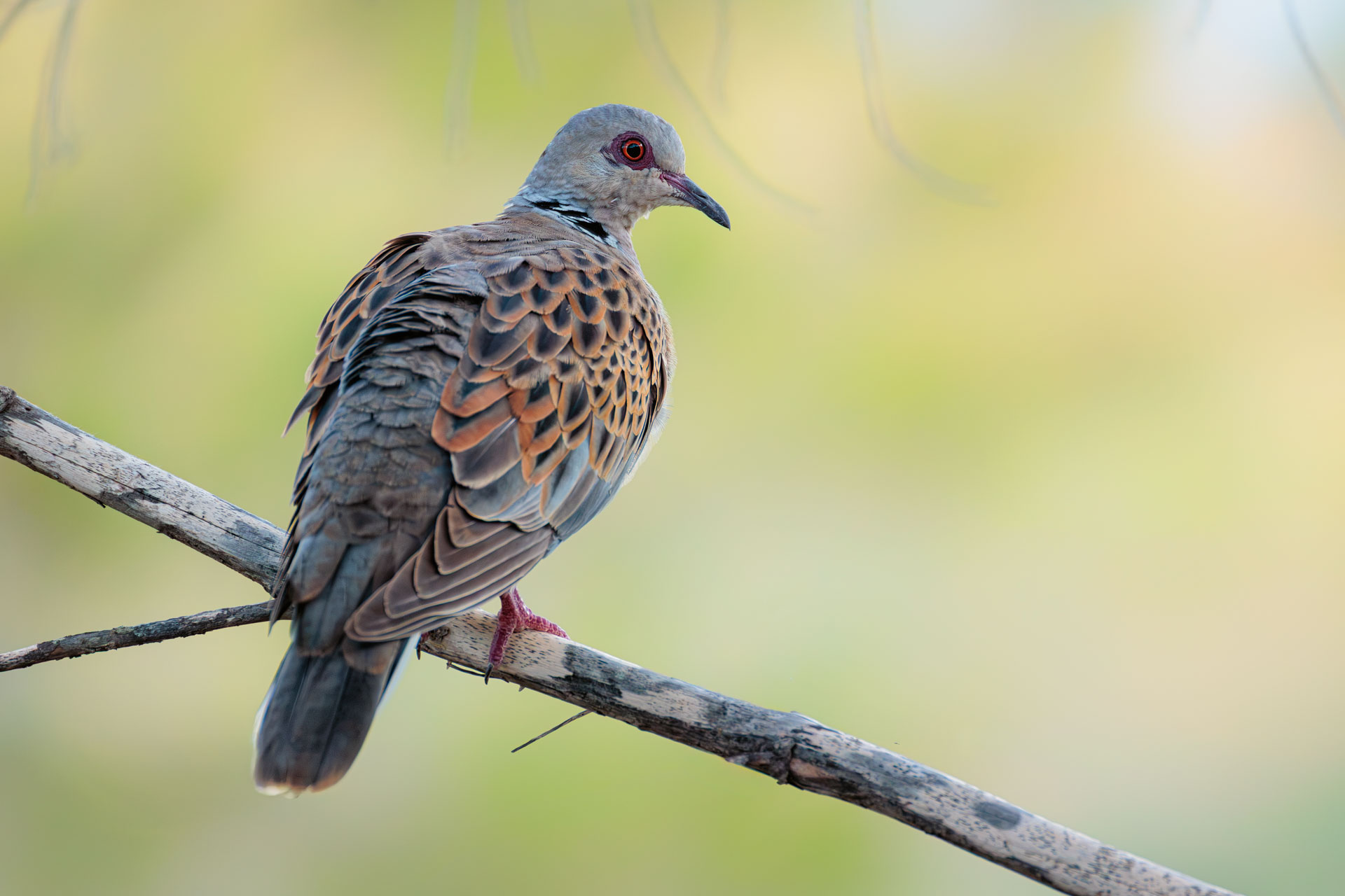 Tórtola Europea